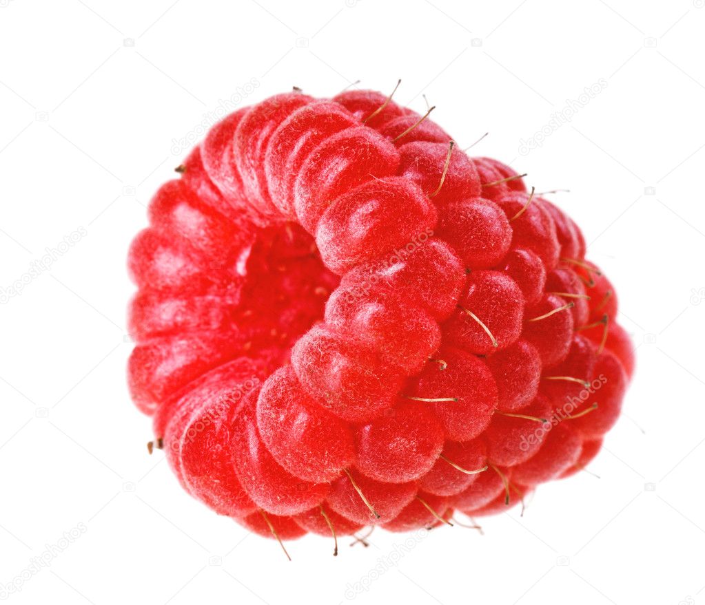 One red ripe raspberry fruit, isolated on white macro