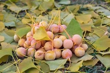 Ginkgo Biloba fruits heap lying over leaves, outdoor shot clipart