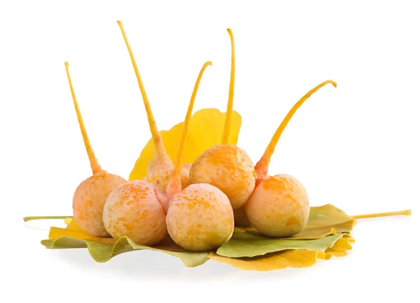 Ginkgo biloba meyve öbek üzerinde beyaz izole yaprakları üzerinde — Stok fotoğraf