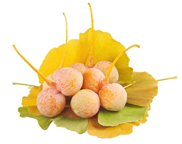 Ginkgo biloba owoce sterty na liście na białym tle — Zdjęcie stockowe