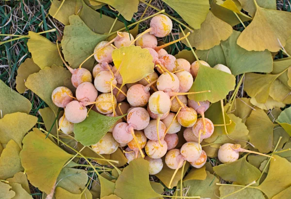 Ginkgo biloba owoce stosu leżącego na liście, odkryty strzał — Zdjęcie stockowe