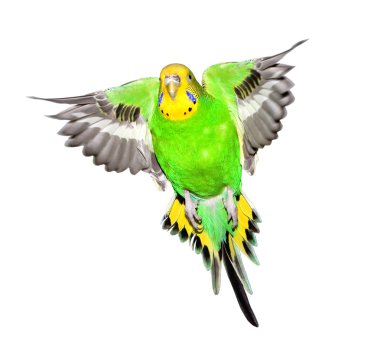 Beyaz arka plan üzerinde izole renkli papağan