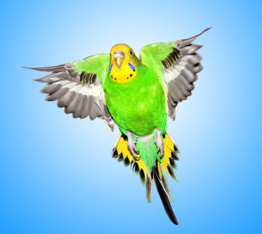izole mavi arka plan üzerinde renkli papağan