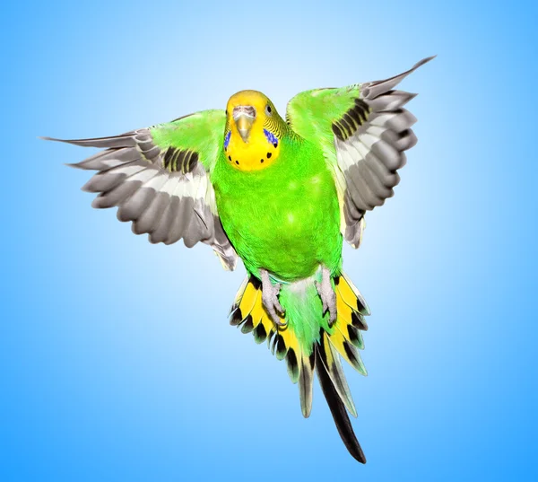 Цветной попугай на голубом фоне — стоковое фото