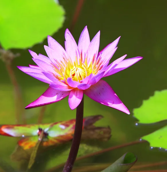 stock image Blooming lotus flower