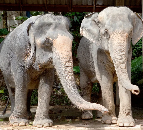 Sloni, Thajsko — Stock fotografie