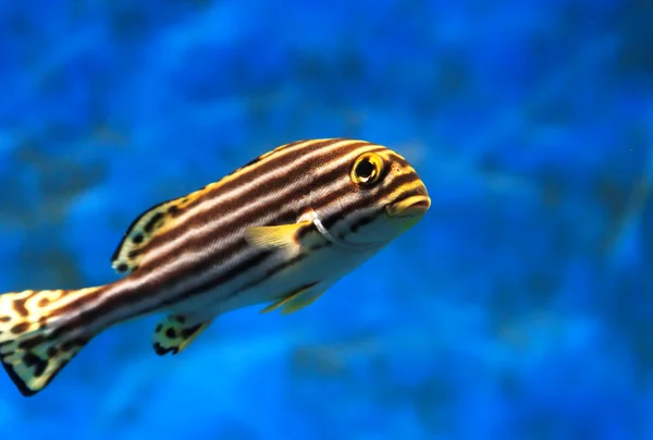 Morza tropikalne ryby w akwarium — Zdjęcie stockowe