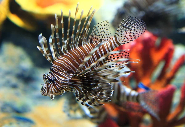 Peixe-marinho tropical no aquário — Fotografia de Stock