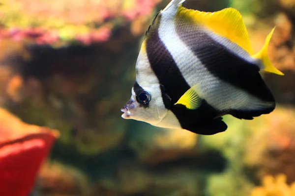 Morza tropikalne ryby w akwarium — Zdjęcie stockowe