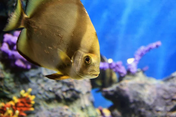 水族館で熱帯の海の魚 — ストック写真