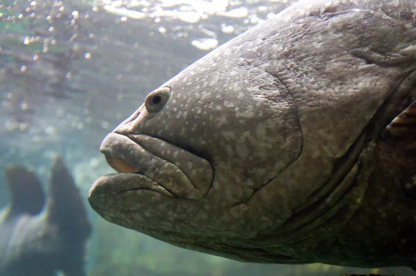 大きな魚 — ストック写真