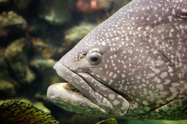 Um peixe grande — Fotografia de Stock