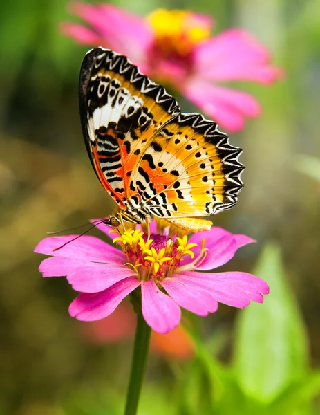 Motyl na kwiat — Zdjęcie stockowe