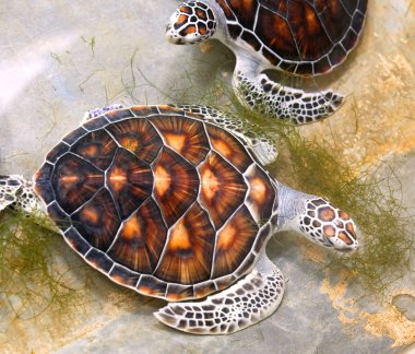 Sea turtles in nursery, Thailand clipart