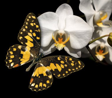 White orchid and butterfly on a black background clipart