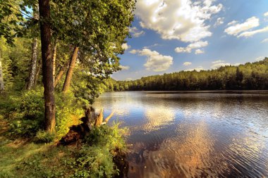 Wood lake in summer day clipart