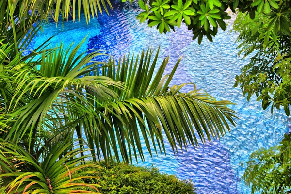 Sfondo da rami di palma sopra piscina — Foto Stock