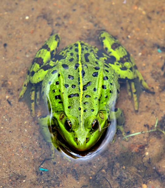 绿色欧洲青蛙在水中 — 图库照片