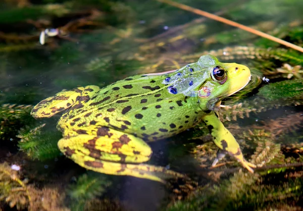 绿色欧洲青蛙在水中 — 图库照片