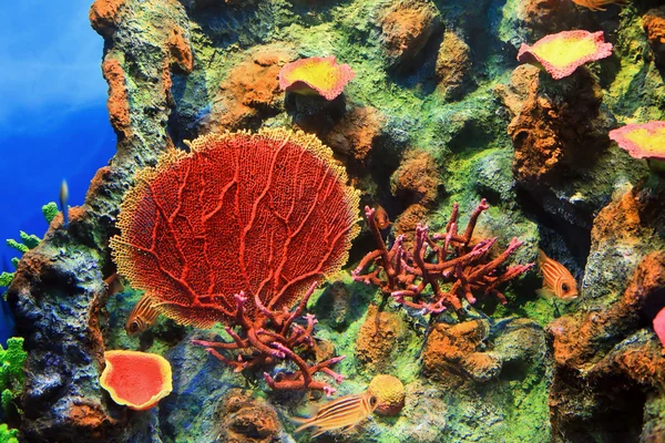 The underwater world, Andaman sea — Stock Photo, Image