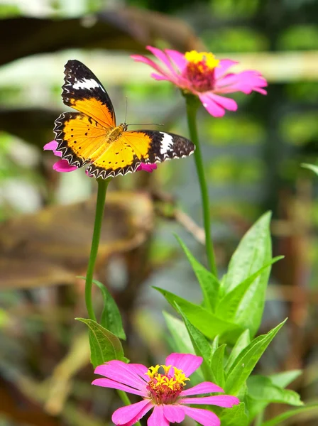Πεταλούδα στο λουλούδι — Φωτογραφία Αρχείου