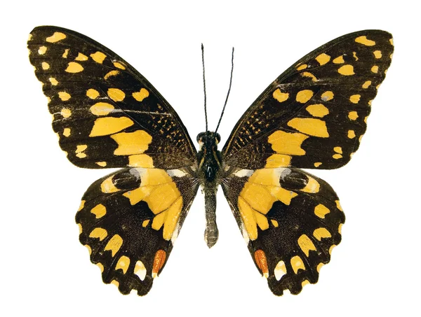 石灰蝴蝶，在白色背景上孤立 — 图库照片