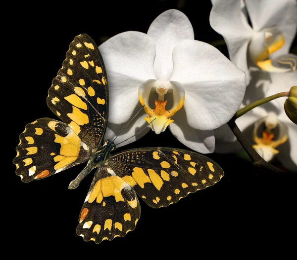 Orquídea blanca y mariposa sobre fondo negro — Foto de Stock