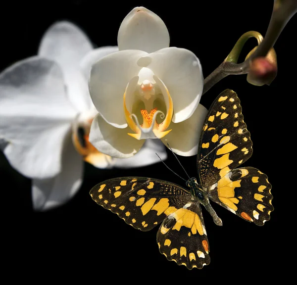 Orquídea branca e borboleta em um fundo preto — Fotografia de Stock