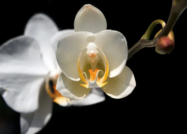 Orquídea blanca sobre un fondo negro —  Fotos de Stock