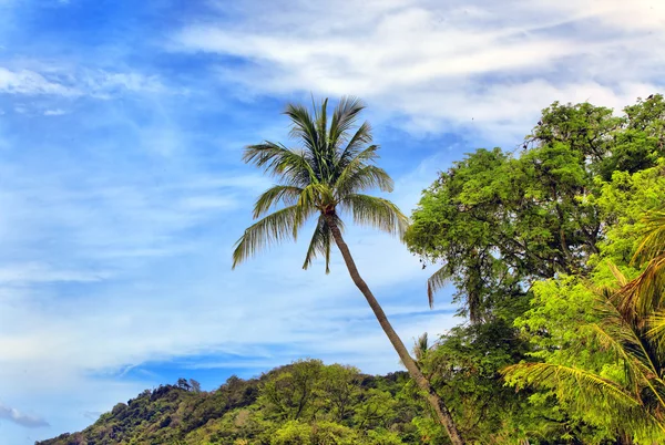 Paisaje tropical con palmera —  Fotos de Stock