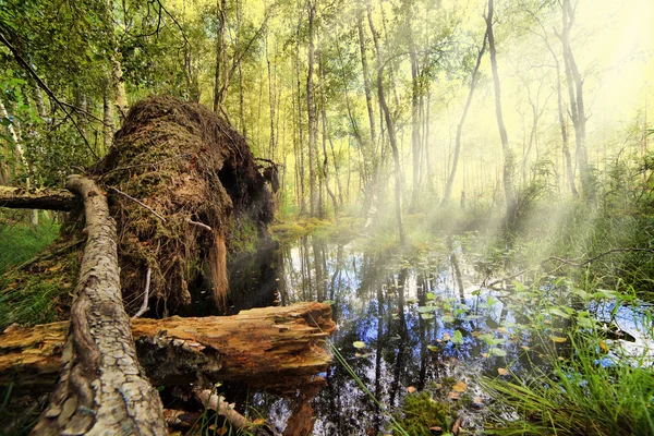 Der umgestürzte Baum im unwegsamen Dschungel — Stockfoto