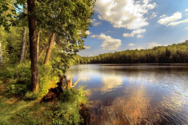 Trä sjö i sommardag — Stockfoto