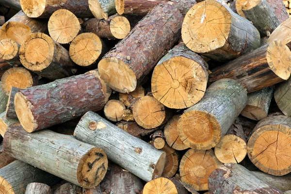Los troncos aserrados de un pino —  Fotos de Stock