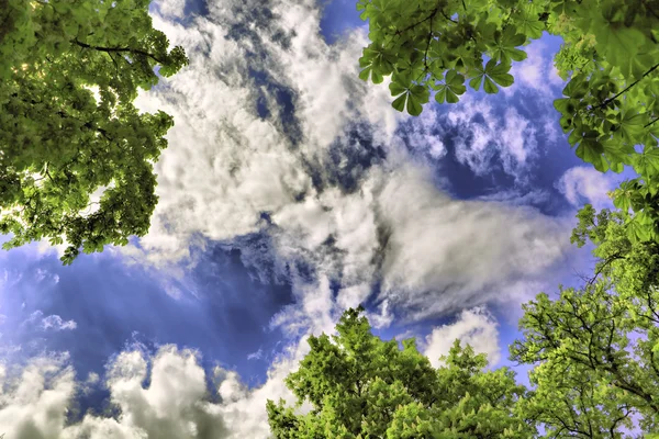 나무의 꼭대기를 통해 구름에 종류 — 스톡 사진