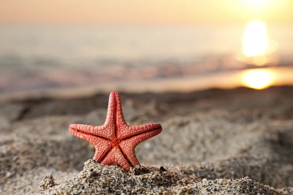 stock image Starfish on sea sand beach