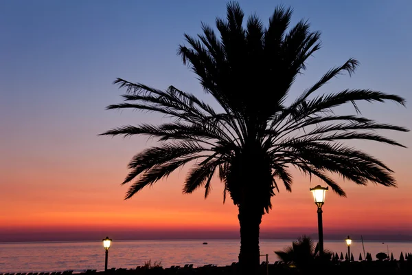 Gün batımı deniz sahilinde palmiye ağacı — Stok fotoğraf