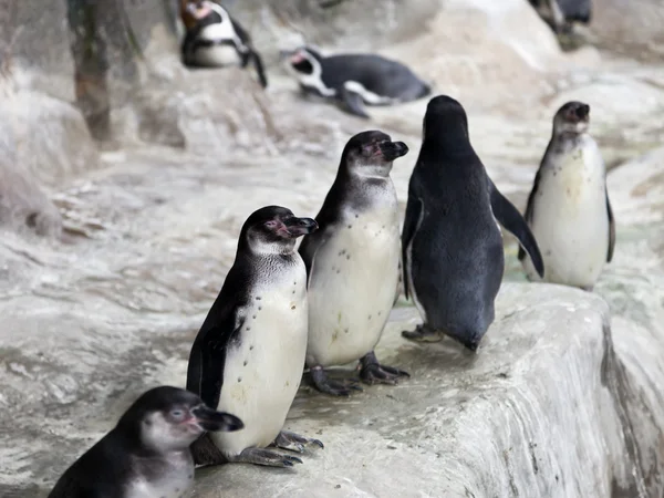 stock image Penguins on snow ice