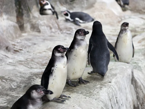 Пингвины на снегу Стоковая Картинка