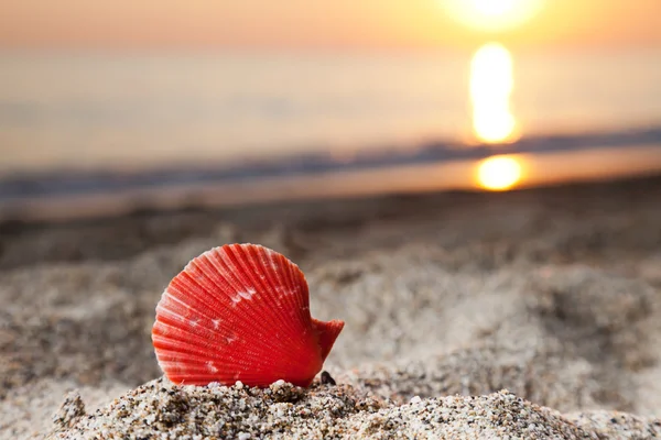 Seashell en la playa de arena de mar —  Fotos de Stock