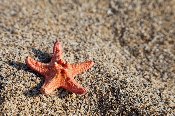 stock image Starfish on sea sand beach