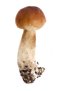 Porcini veya boletus mantarı izole üzerinde beyaz arka plan mantar