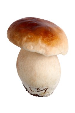 Porcini veya boletus mantarı izole üzerinde beyaz arka plan mantar