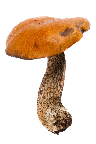 stock image Aspen mushroom isolated on white background