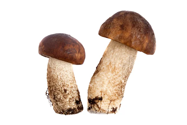 Due funghi di betulla isolati su sfondo bianco — Foto Stock