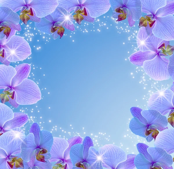 Orquídea e estrelas — Fotografia de Stock
