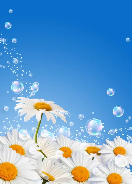 Daisies — Stock Photo, Image