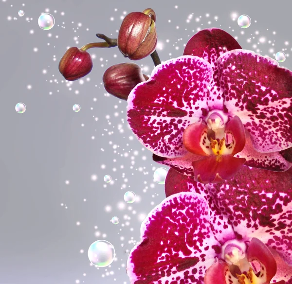 Orchidee und Schmetterling — Stockfoto