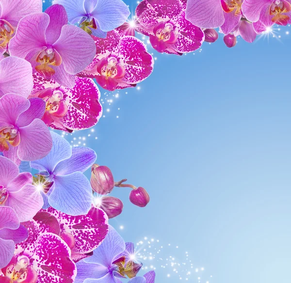 Orchid and stars — Stock Photo, Image