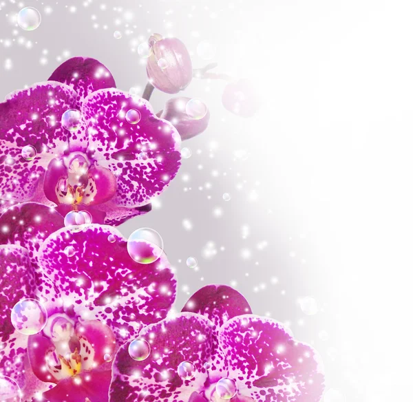 Orchid en bubbels — Stockfoto