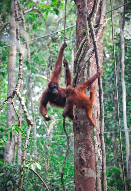 yağmur ormanlarında orangutang